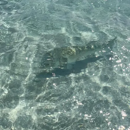 Tuffarsi Nel Paradiso וילסימיוס